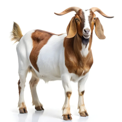Beetal goat