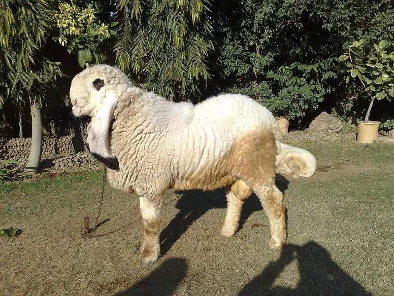 Kajli sheep with long ears
