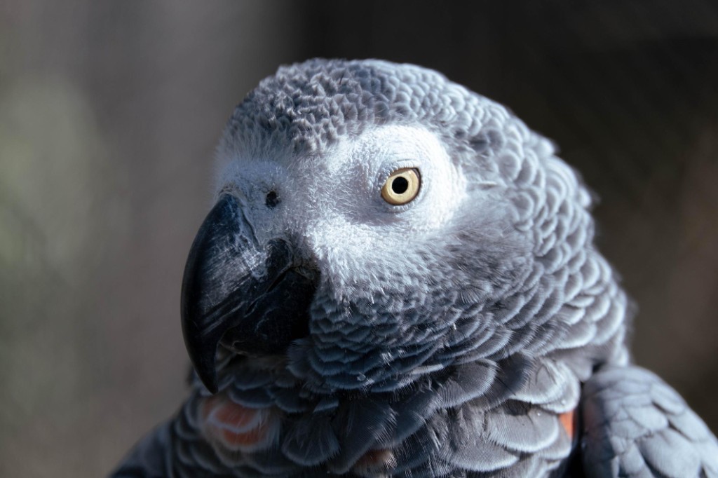 Macaw parrot