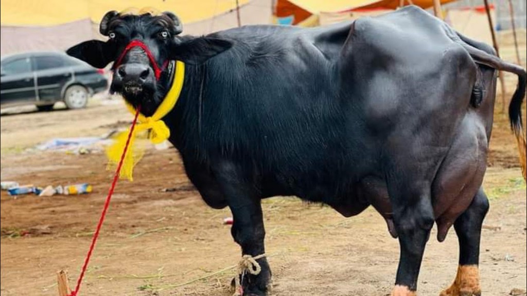 Nili-Ravi buffalo at livestock fair
