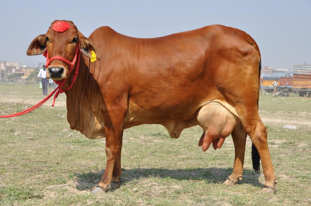 Sahiwal cow at livestock fair